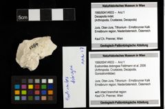 Foto (Objekt + Etiketten) von Eodromites dobrogea (Feldmann et al., 2006) 